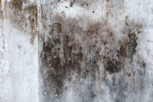 Best Environmental Consulting for Mold Prevention  in Providence Village, TX