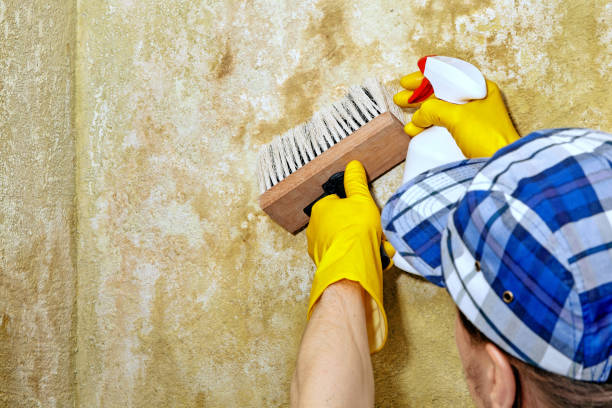 Best Comprehensive Air Testing for Mold Contaminants  in Providence Village, TX